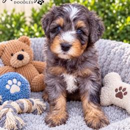 Skor blue eyes - Blue merle female Bernedoodle puppy in Saint Francis, Kansas from Land of Oz Doodles