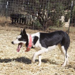 Charlie - Border Collie