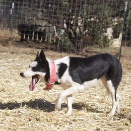 Charlie - Border Collie
