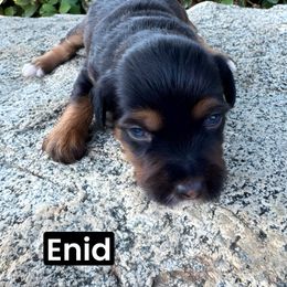 Enid - Red tri-color female Aussiedoodle puppy in Bakersfield, California from Annie's Aussies