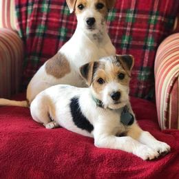 "Murphy sons, born Dec 2020, Jan 2021" Jack Russell Terrier Puppies from Marvel Lane Jack Russell Terriers
