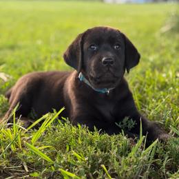 Miss Blue - female Dilute Retriever puppy in Morrill, Kansas from Grimm Girls Farm