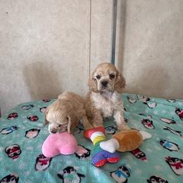 Summer baby 1 - Buff male Cocker Spaniel puppy in Wittmann, Arizona from Amore’s Cockers