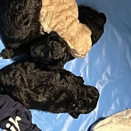 Maltipoo Puppies from Awwws&Pawws