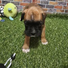 Sweetie - Fawn female Boxer puppy in Prairieville, Louisiana from Puppy Patch