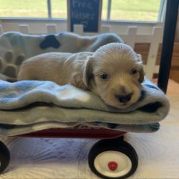 Pearl - Cream female Dachshund puppy in Trenton, Kentucky from Promise Land Puppies
