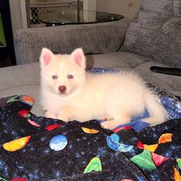 Orion - White male Pomsky puppy in Titusville, Florida from River Enz Pomskies