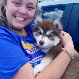 Brown Sugar - Red and white male Pomsky puppy in Trenton, Texas from Blissful Paws Pomskies