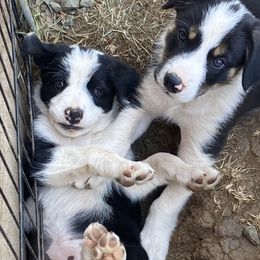 Border Collie puppies from Fluffy Nugget Farm