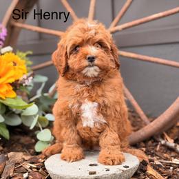 Sir Henry - Red male Cavapoo puppy in Oxford, Pennsylvania from FriendlyPals