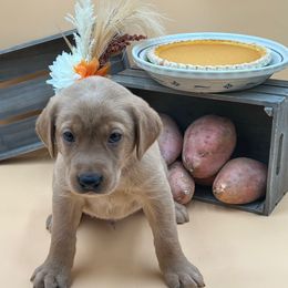 Blue - Yellow male Labrador Retriever puppy in Heath Springs, South Carolina from Rich Hill Retrievers
