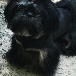 Ryder - Shih Tzu
