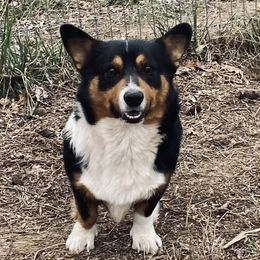 Junior - Pembroke Welsh Corgi
