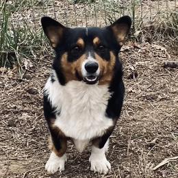 Junior - Pembroke Welsh Corgi