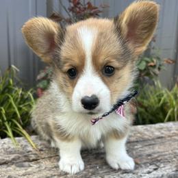 DAWSON - Sable male Pembroke Welsh Corgi puppy in Hinton, Oklahoma from Green Cloud Ranch