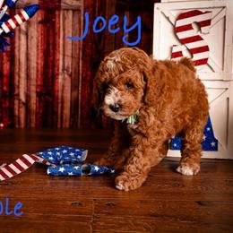 Joey - Red  male Goldendoodle puppy in Syracuse, Utah from 2 Bros Doodles