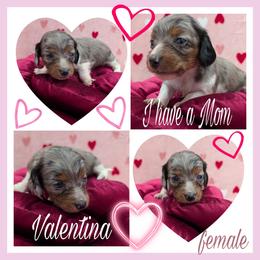 Valentina - Piebald female Dachshund puppy in Deckerville, Michigan from Goldie Girls Ranch Dachshunds