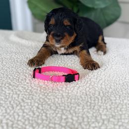 Pink - Phantom female Bernedoodle puppy in Charleston, South Carolina from Palm Belle Doodles