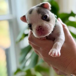 Green - Tricolors male French Bulldog puppy in Wagoner, Oklahoma from Frenchie Frys