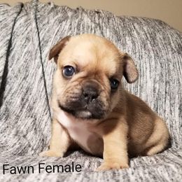 French Bulldog Puppies from The Bully Barn