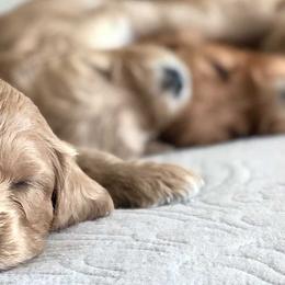 Goldendoodle and Labradoodle Puppies from KZ Kennels