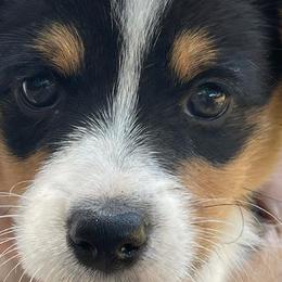 American Corgis and Pembroke Welsh Corgis from Emma’s Corgi’s
