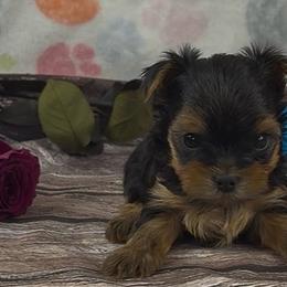 Boy 1 - Blue and gold male Yorkshire Terrier puppy in New Hampton, Iowa from JMAK Dreams