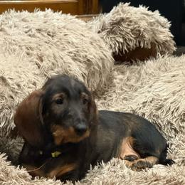 Felix - Wild boar male Dachshund puppy in Superior, Montana from Never Land Dachshunds of Montana