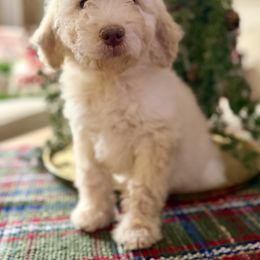 Green Collar - Cream female Goldendoodle puppy in San Augustine, Texas from Vintage Doodles
