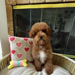 Jake - Red male Cavapoo puppy in Los Angeles, California from Myles Barnum