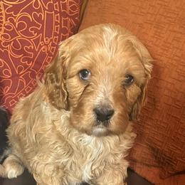 Apricot boy - Apricot male Cavapoo puppy in Tempe, Arizona from Springerdoodles Plus AZ
