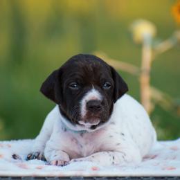 Pearl - Liver and white female German Shorthaired Pointer puppy in Chocowinity, North Carolina from Foxtail Hollow