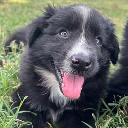 Tigger - Black tri male Miniature Australian Shepherd puppy in Smiths Grove, Kentucky from Kyn's Kennel