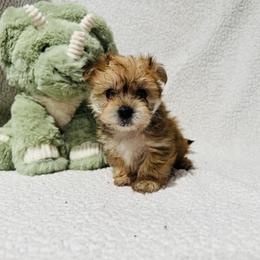'Doc' - Tan male Morkie puppy in Durand, Wisconsin from Larson’s Legacy Aussome Aussie Kennels