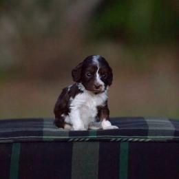 Arya - Chocolate female Australian Labradoodle puppy in Milton, Florida from Sutton Place Doodles