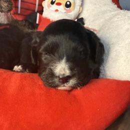 Juliet, Pink Collar - female Golden Mountain Doodle puppy in Lake Panasoffkee, Florida from Donnas Deluxe Doodles LLC