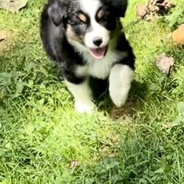 Boy 1 - Black tri-color Australian Shepherd puppy in Eddyville, Kentucky from Cactus J Aussies