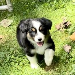 Boy 1 - Black tri-color Australian Shepherd puppy in Eddyville, Kentucky from Cactus J Aussies