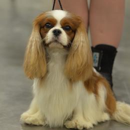 Zeke - Cavalier King Charles Spaniel