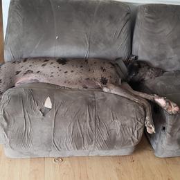 Dachshund and Great Dane All Grown Up from KIAYA BUTLER