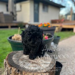Amma - Black Maltipoo puppy in Weatherford, Texas from Aprishew Maltipoo