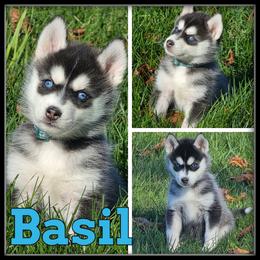 Basil - Black and white male Siberian Husky puppy in Merrill, Michigan from Haase Family Kennels