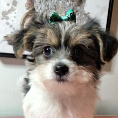 Girl 1 - Black gold and white female Shorkie puppy in Boca Raton, Florida from Tina-Marie's Pups