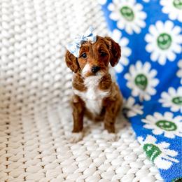 Nami - Red  female Goldendoodle puppy in Springville, Utah from Happy Doodle