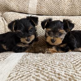 Yorkshire Terrier puppies from Yorkshire Estate Yorkies