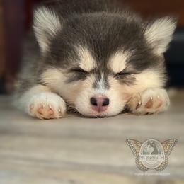 Monarch Champ - Chocolate male Pomsky puppy in Greeley, Colorado from Monarch Pomskies | Northern Colorado