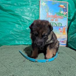 Aqua - Sable female German Shepherd puppy in Motley, Minnesota from Von Thomson Haus