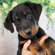 Blueberry - Black and rust female Beauceron puppy in Seattle, Washington from SilverStruck Kennels