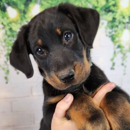 Blueberry - Black and rust female Beauceron puppy in Seattle, Washington from SilverStruck Kennels