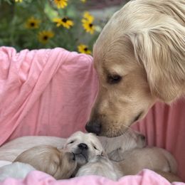 Golden Retriever puppies from Golden Legacy Retriever Project